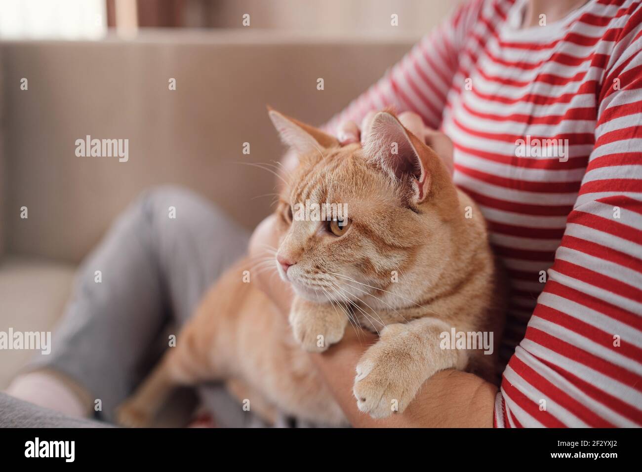 femme se détendant avec son chat de tabby au gingembre sur un canapé. Ambiance chaleureuse, concept d'hygge. Animaux et mode de vie Banque D'Images