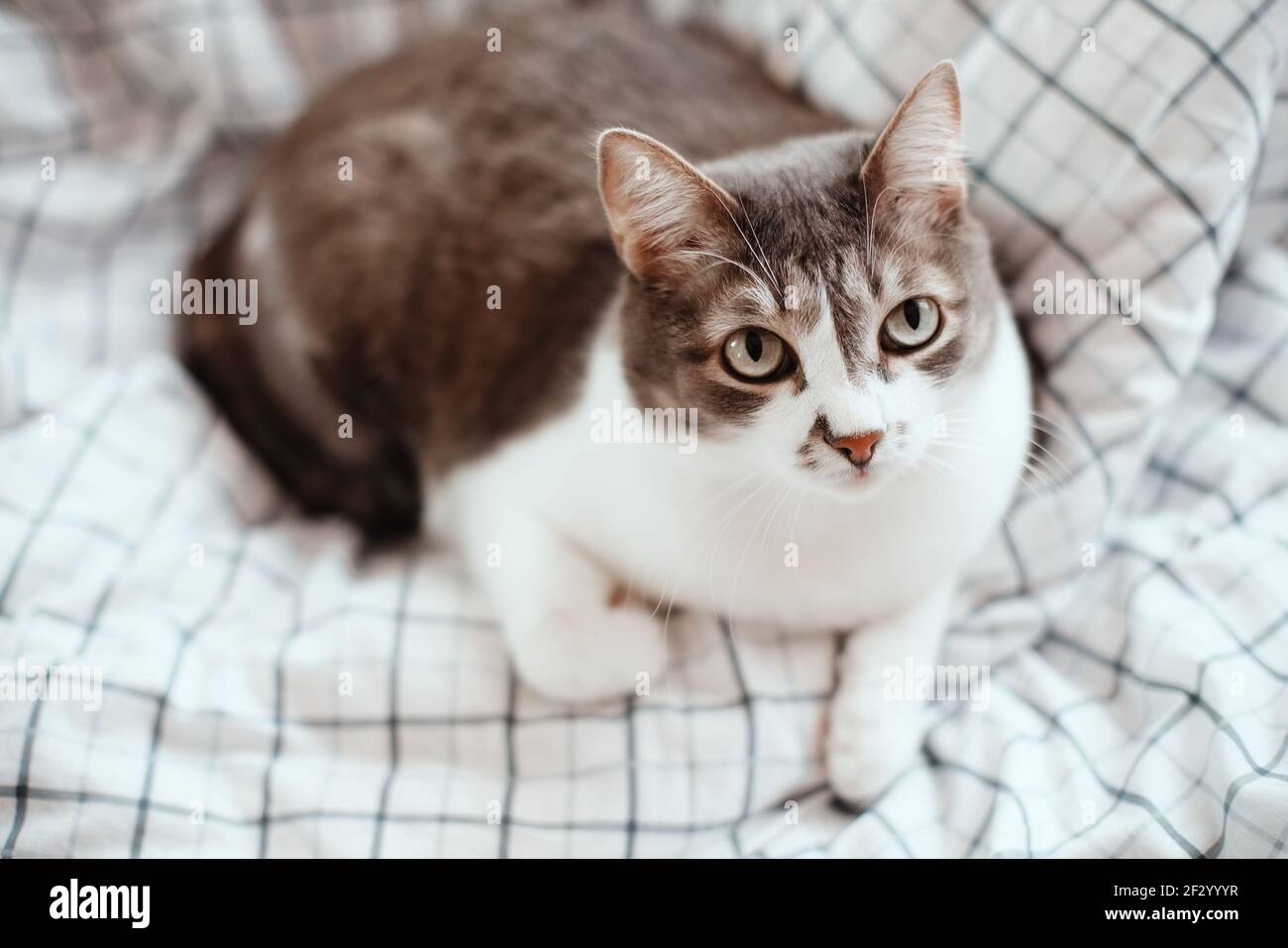 chat sexe bois colombes