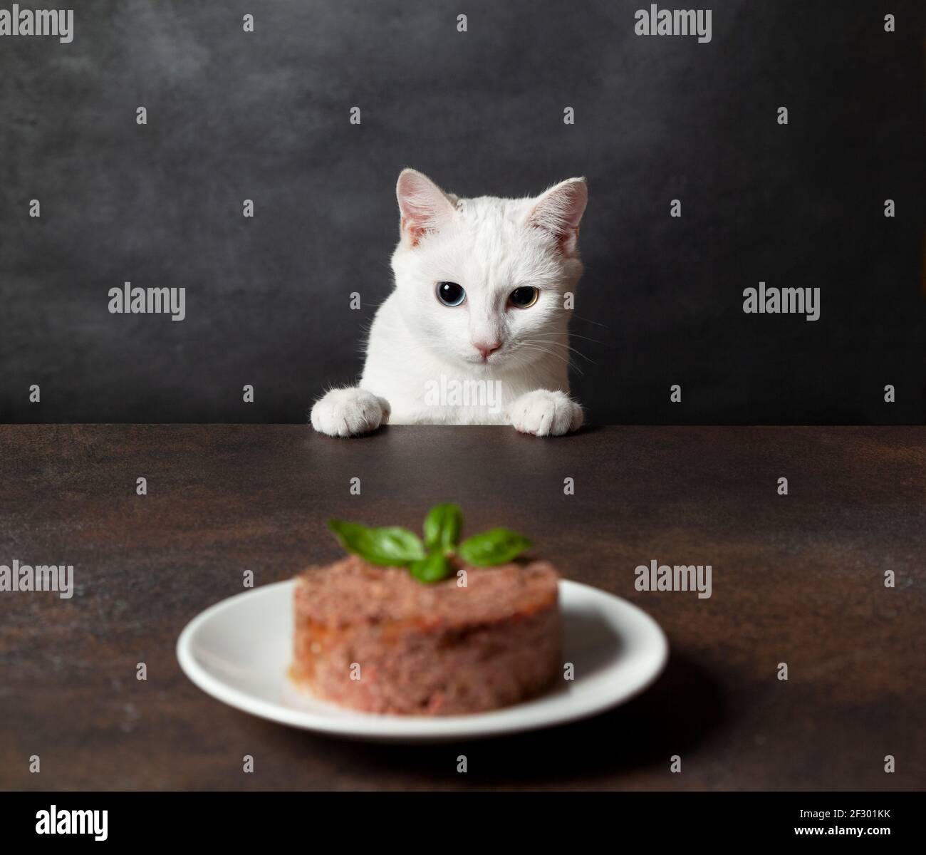 Chat blanc (Khao Manee) regardant une assiette de nourriture pour chat. Gros plan. Espace de copie Banque D'Images
