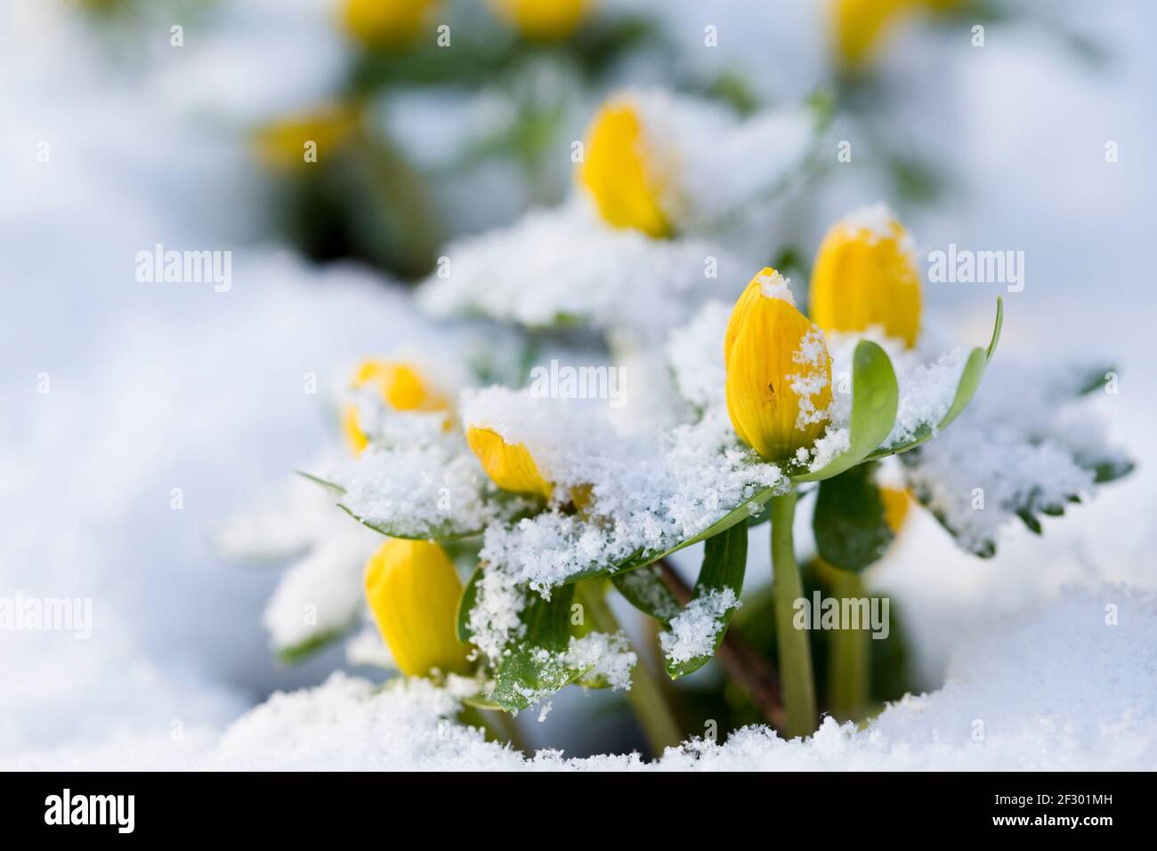 Hiver Aconites Eranthis hyemalis en fleur dans un jardin en février dans la neige, Yorkshire du Nord, Angleterre, Royaume-Uni Banque D'Images