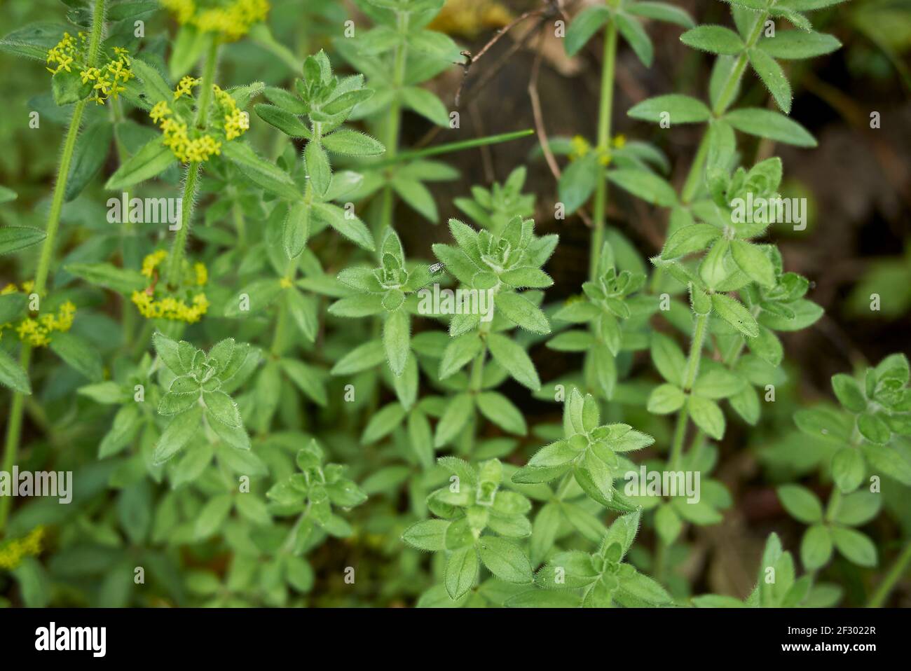 Cruciata laevipes inflorescence jaune Banque D'Images