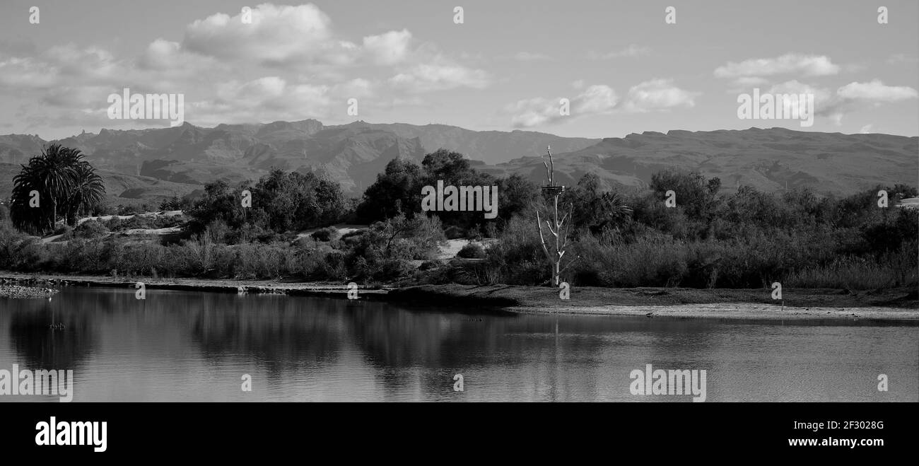 Lagune et forêt en premier plan et montagnes en arrière-plan, Charca de Maspalomas, au sud de Gran Canaria, Espagne Banque D'Images