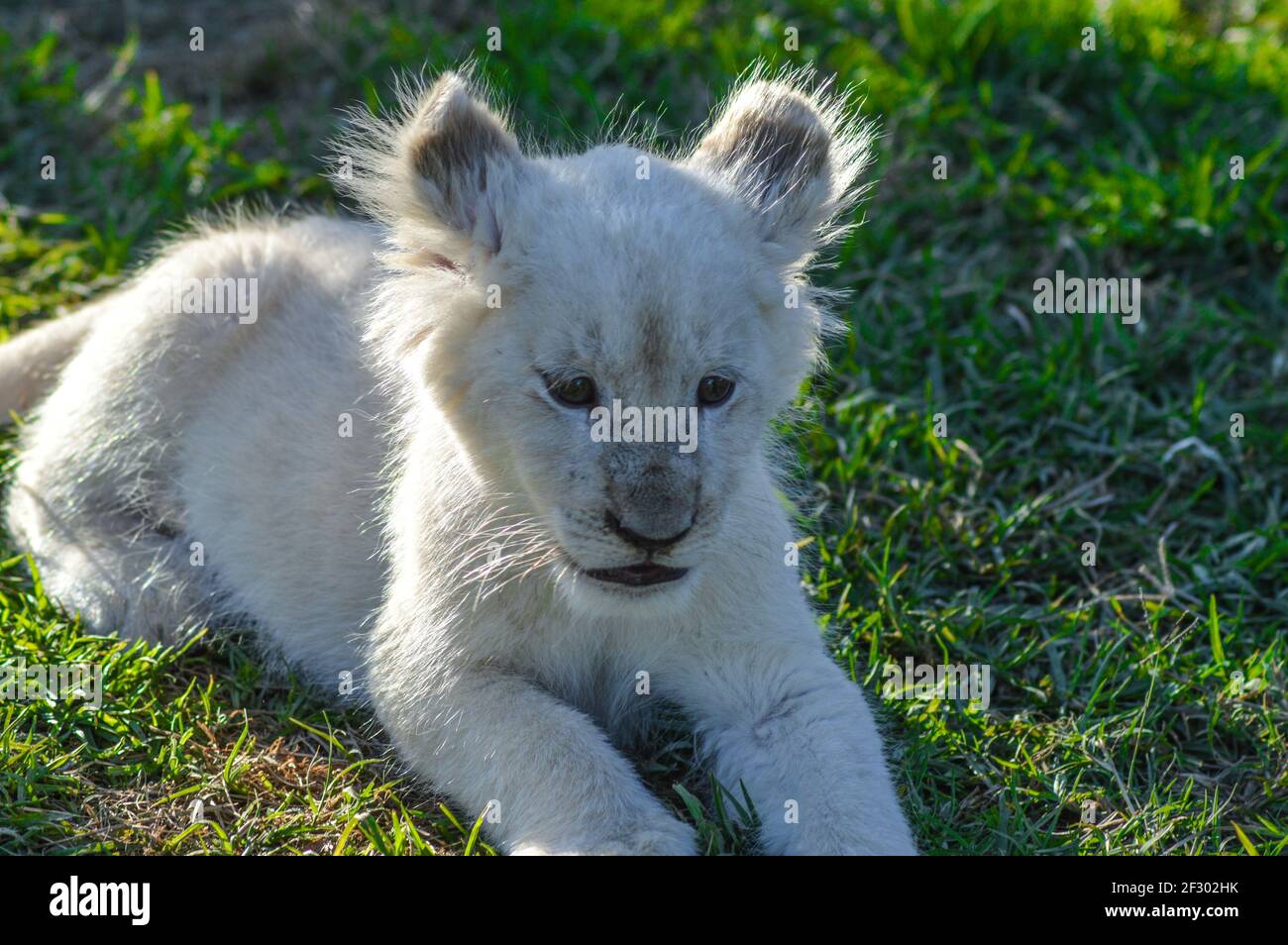 Cute African lion blanc d'oursons dans Rhino et Lion nature reserve Banque D'Images