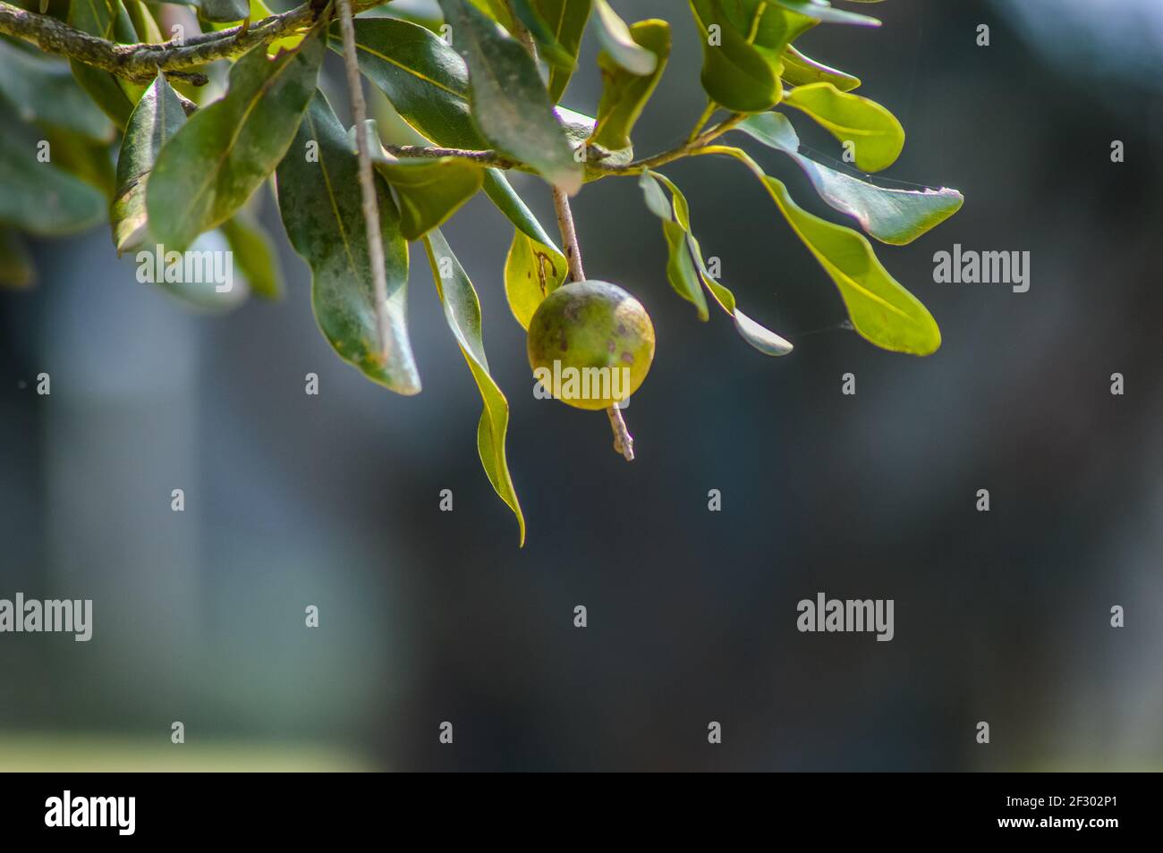 Noix de macadamia fraîches bio sur arbre et plante dans un ferme Banque D'Images