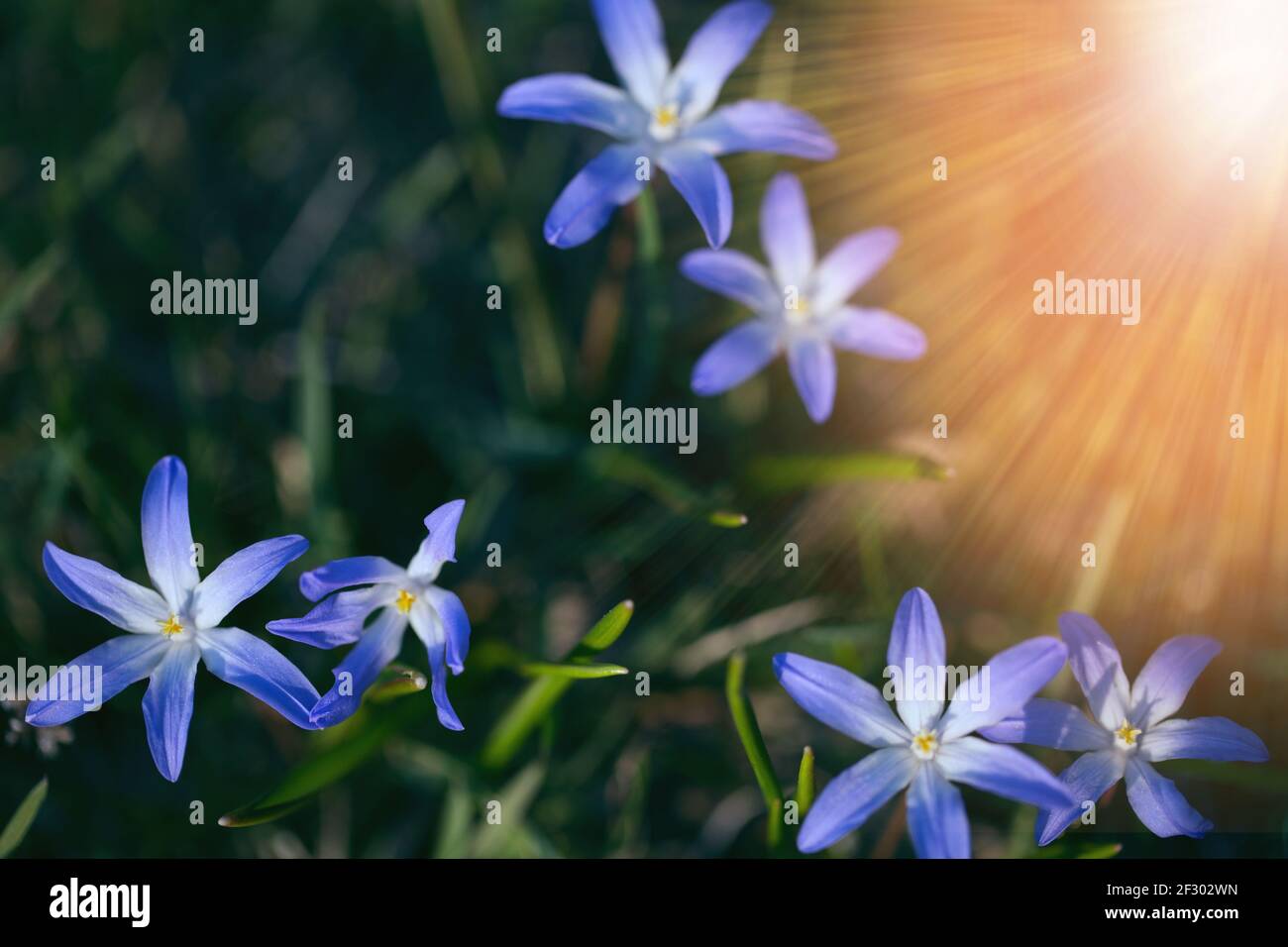 La première petite fleur bleu de printemps par un jour ensoleillé. Papier peint, carte de vœux Hello April Banque D'Images