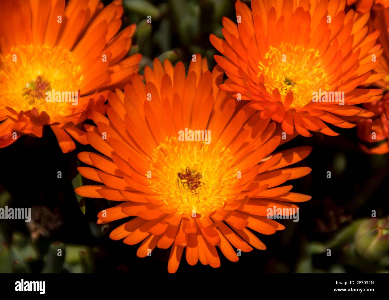 Trois fleurs orange vif de Mesembryanthemum, Orange pigface succulent, originaire d'Australie. Jardin privé australien. Banque D'Images