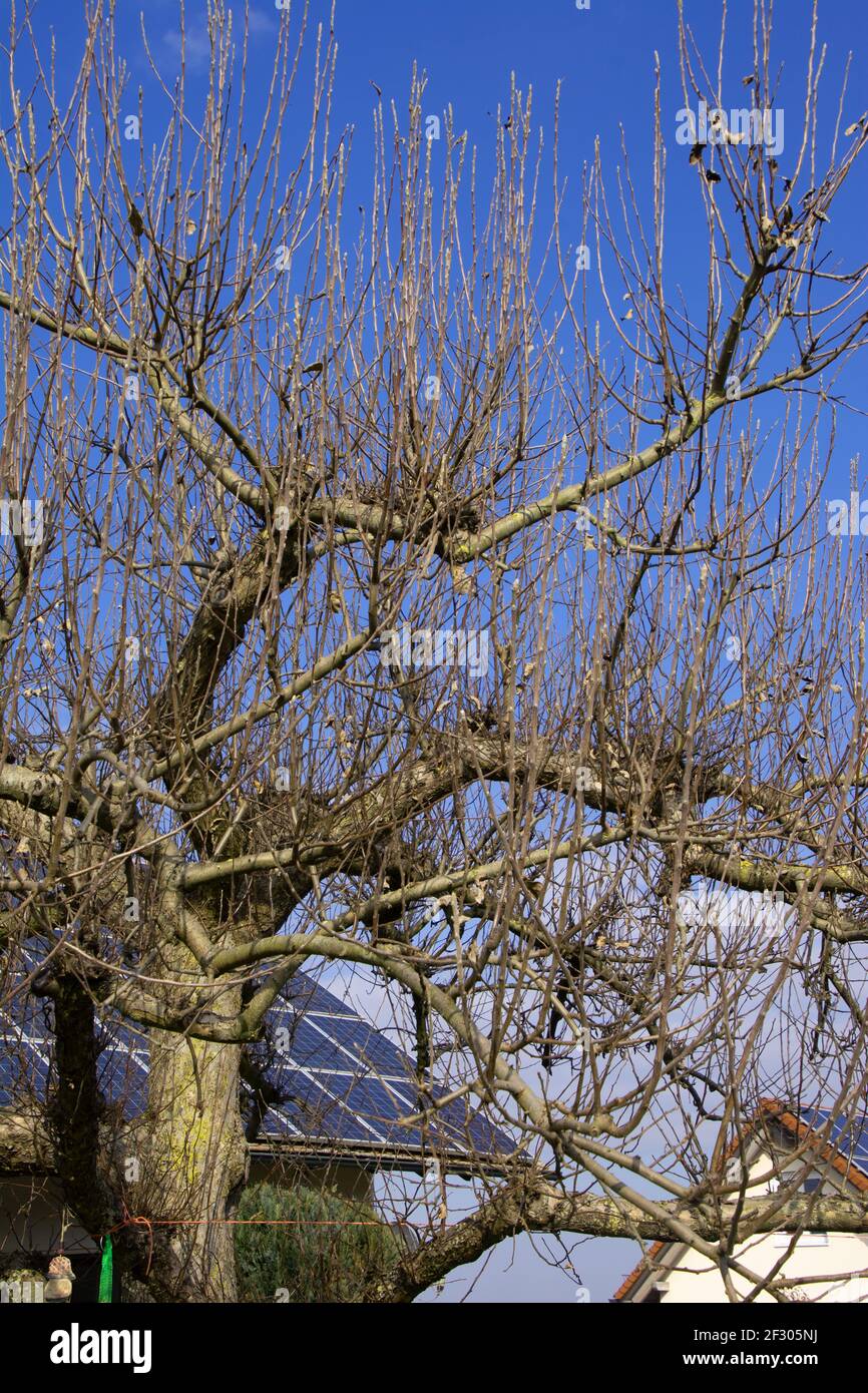 grand verger de pomme en mars avec de grandes branches non coupées dedans devant du ciel azur Banque D'Images