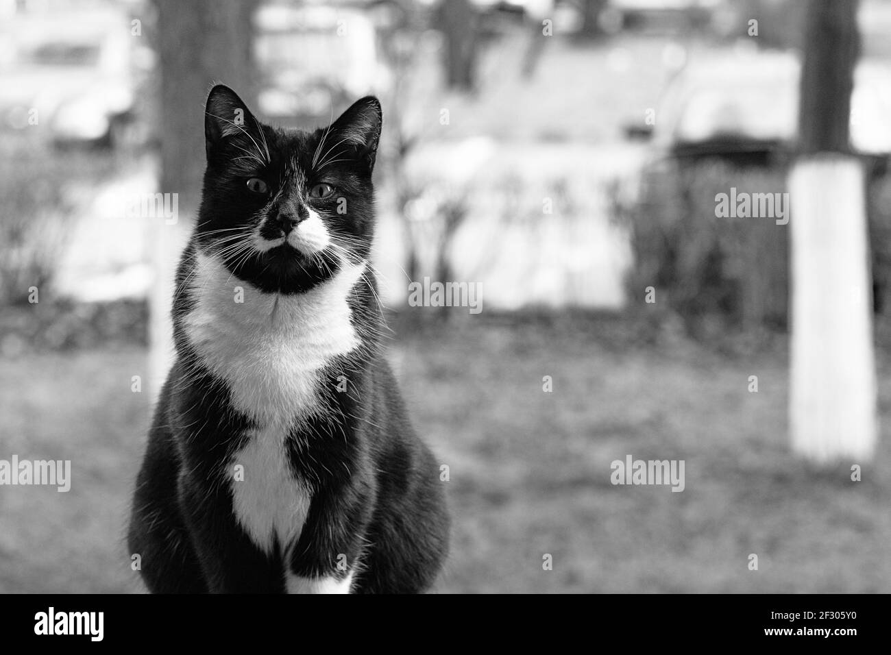 Portrait sauvage de chat tuxedo de jeune homme noir et blanc sur mon balcon. Banque D'Images