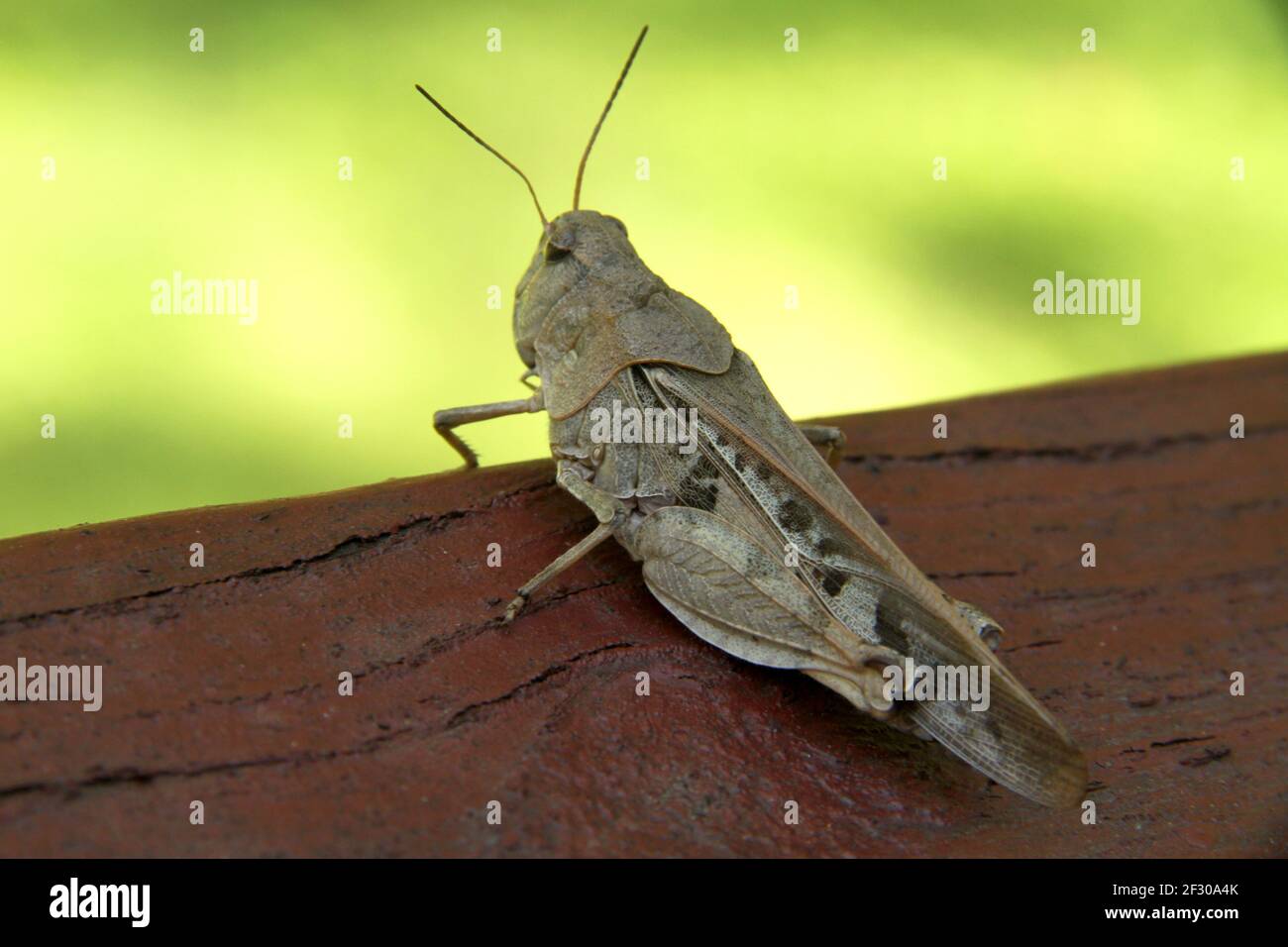 Gros plan d'une sauterelle en Virginie, aux États-Unis Banque D'Images