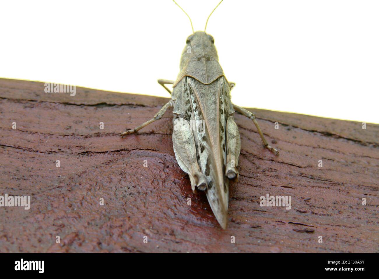 Gros plan d'une sauterelle en Virginie, aux États-Unis Banque D'Images