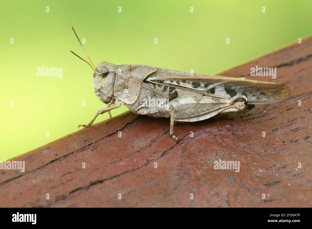 Gros plan d'une sauterelle en Virginie, aux États-Unis Banque D'Images