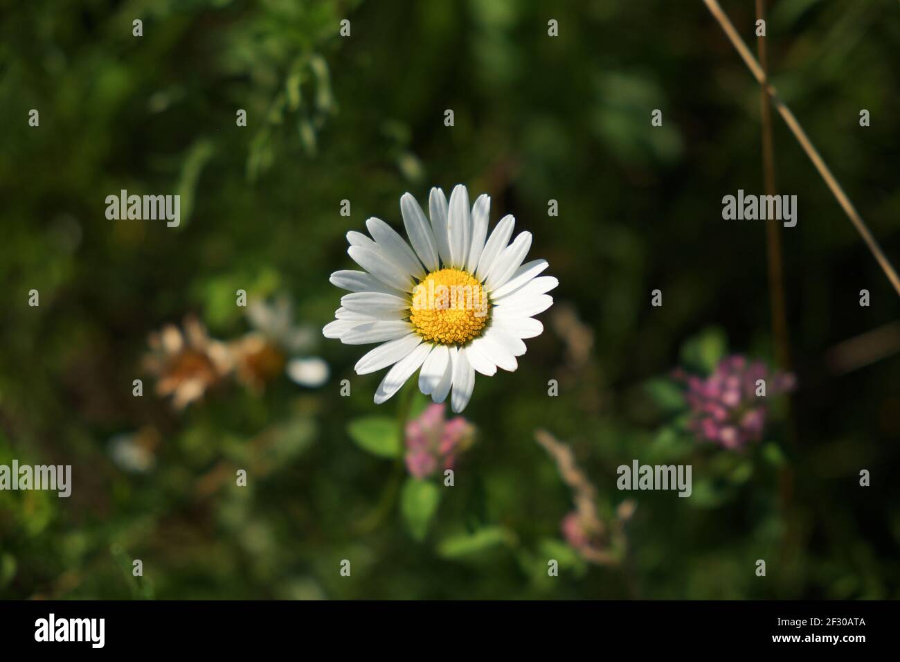 Petite fleur de camomille blanche sur fond vert flou. Banque D'Images