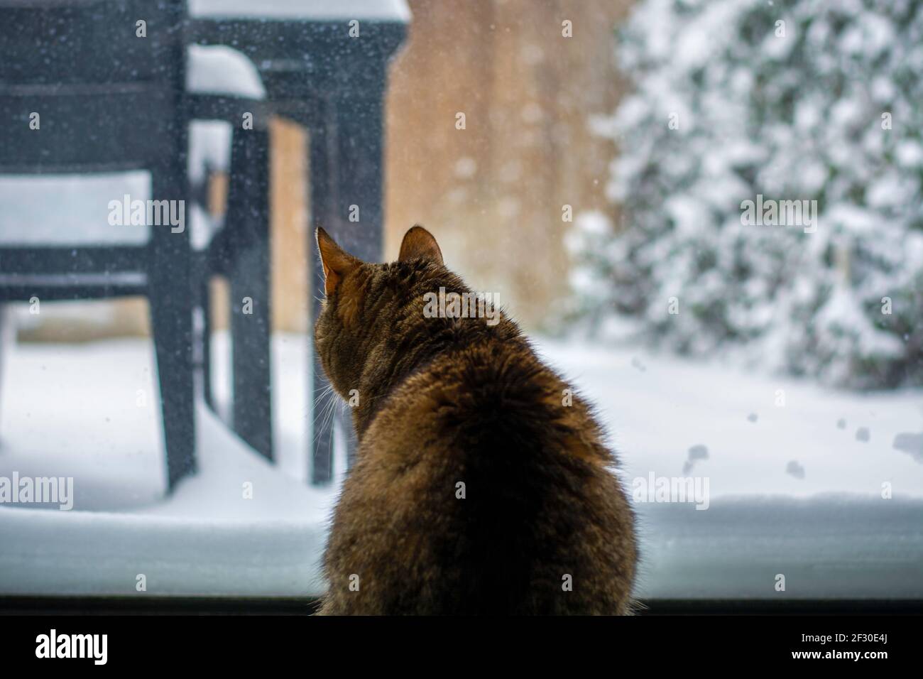 Joli chat de derrière assis devant la fenêtre et regarder la neige qui tombe dans le jardin Banque D'Images