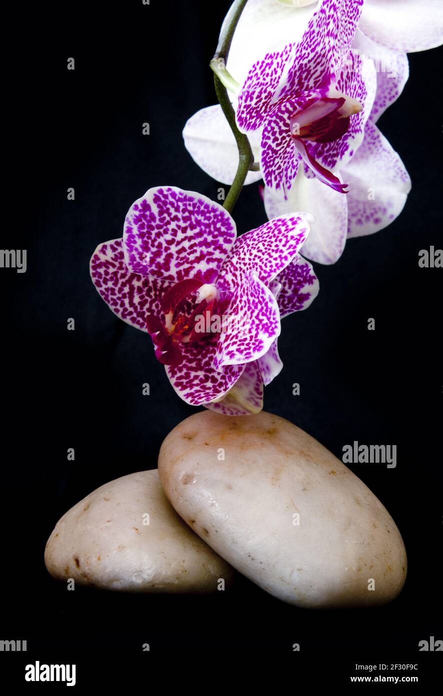 Orchidée rose sur le zen stones. Banque D'Images