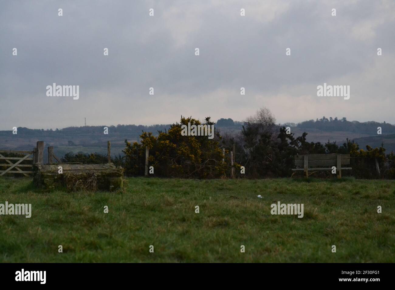 Vue sur la campagne pendant UNE journée de Winters Overcast - Forêt d'Ashdown Sussex - bague d'herbe verte avec fleur jaune - en bois Bench and Gate - Démoussé Day - Royaume-Uni Banque D'Images