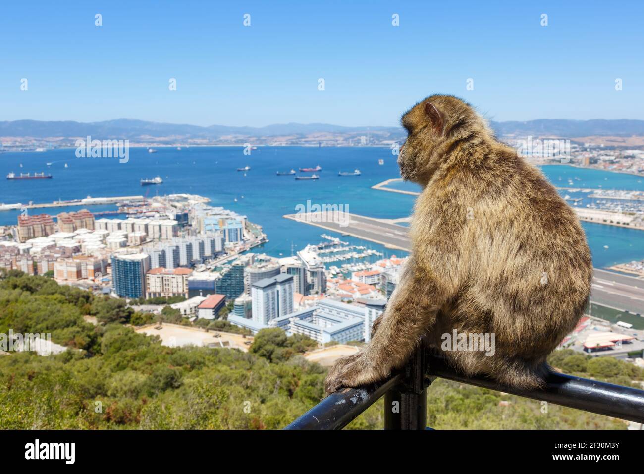 Gibraltar - 29 juillet 2018 : aéroport de Gibraltar (GIB) avec singe à Gibraltar. Banque D'Images