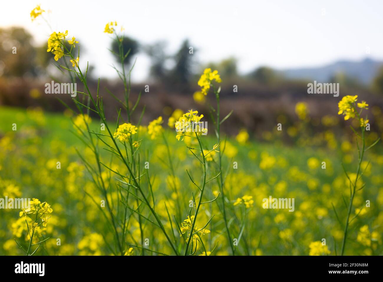 Fleurs jaunes de moutarde en pleine floraison dans le domaine agricole Banque D'Images