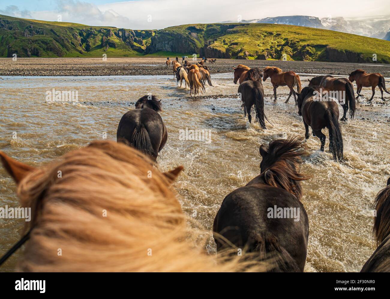 Chevaux Islandais traversant une rivière Banque D'Images