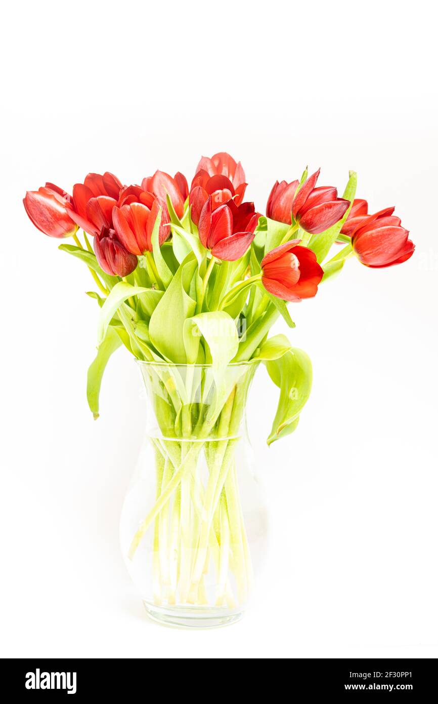 Bouquet de tulipes rouges sur fond blanc, touche haute Banque D'Images