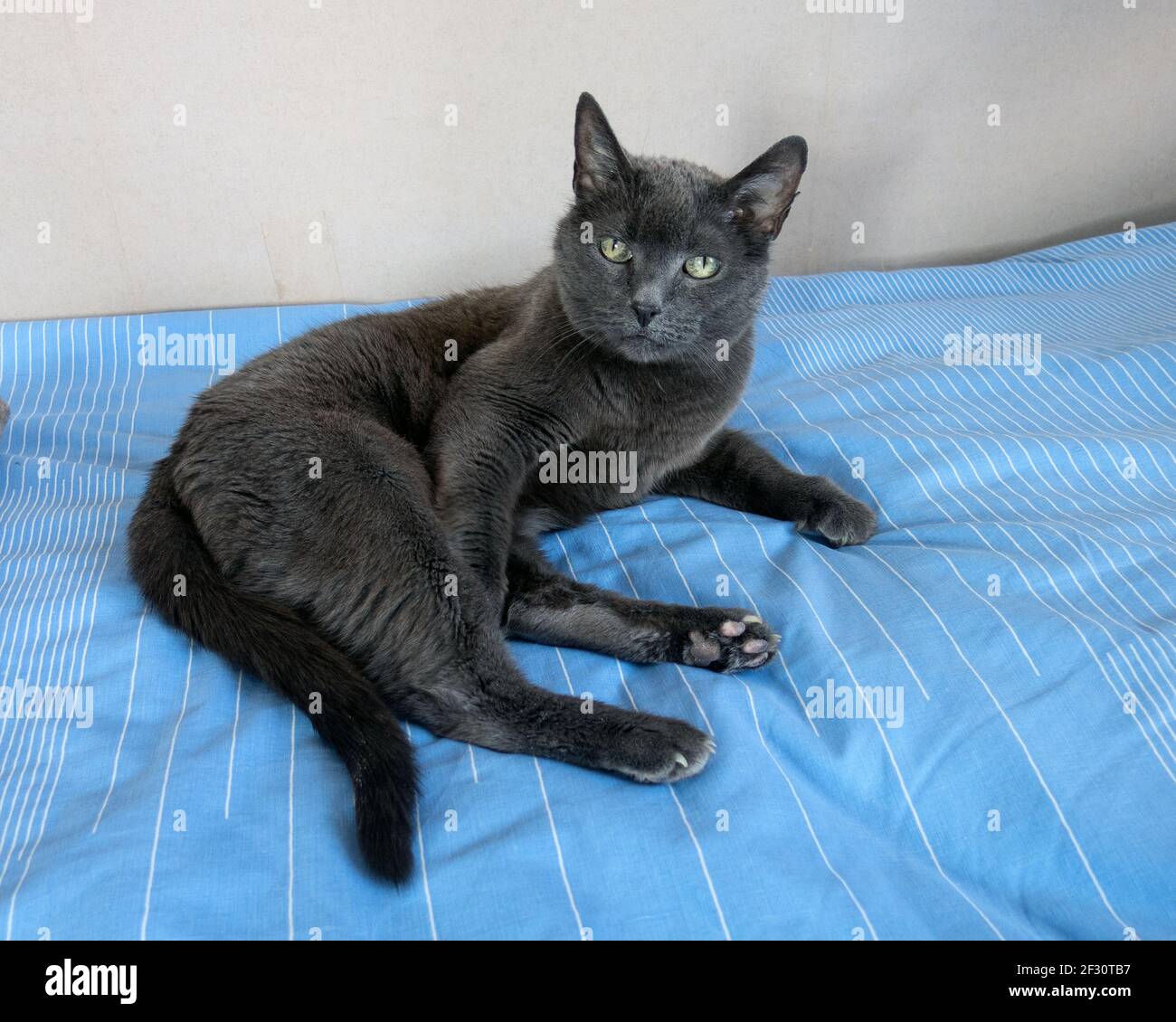 Photo de repos de chat Korat domestique Anita Hedlund Banque D'Images