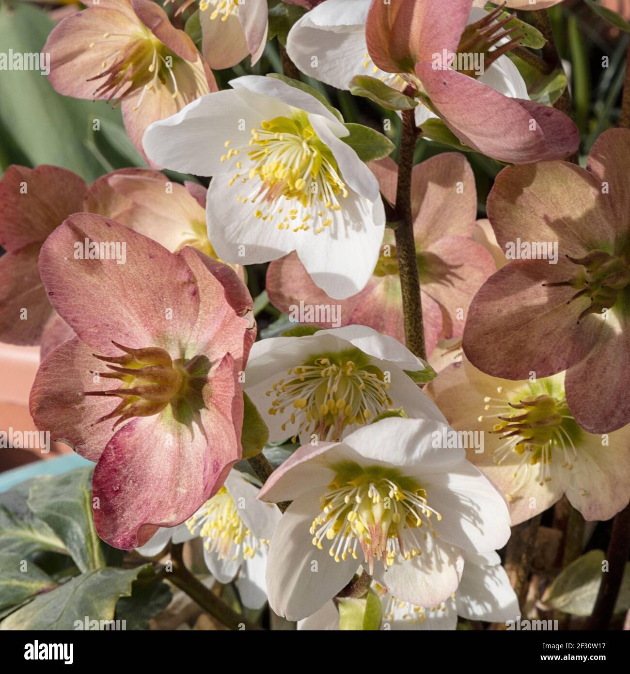 Hellébores fleuris d'hiver au soleil, gros plan Banque D'Images