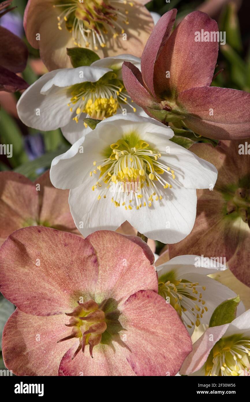 Hellébores fleuris d'hiver au soleil, gros plan Banque D'Images