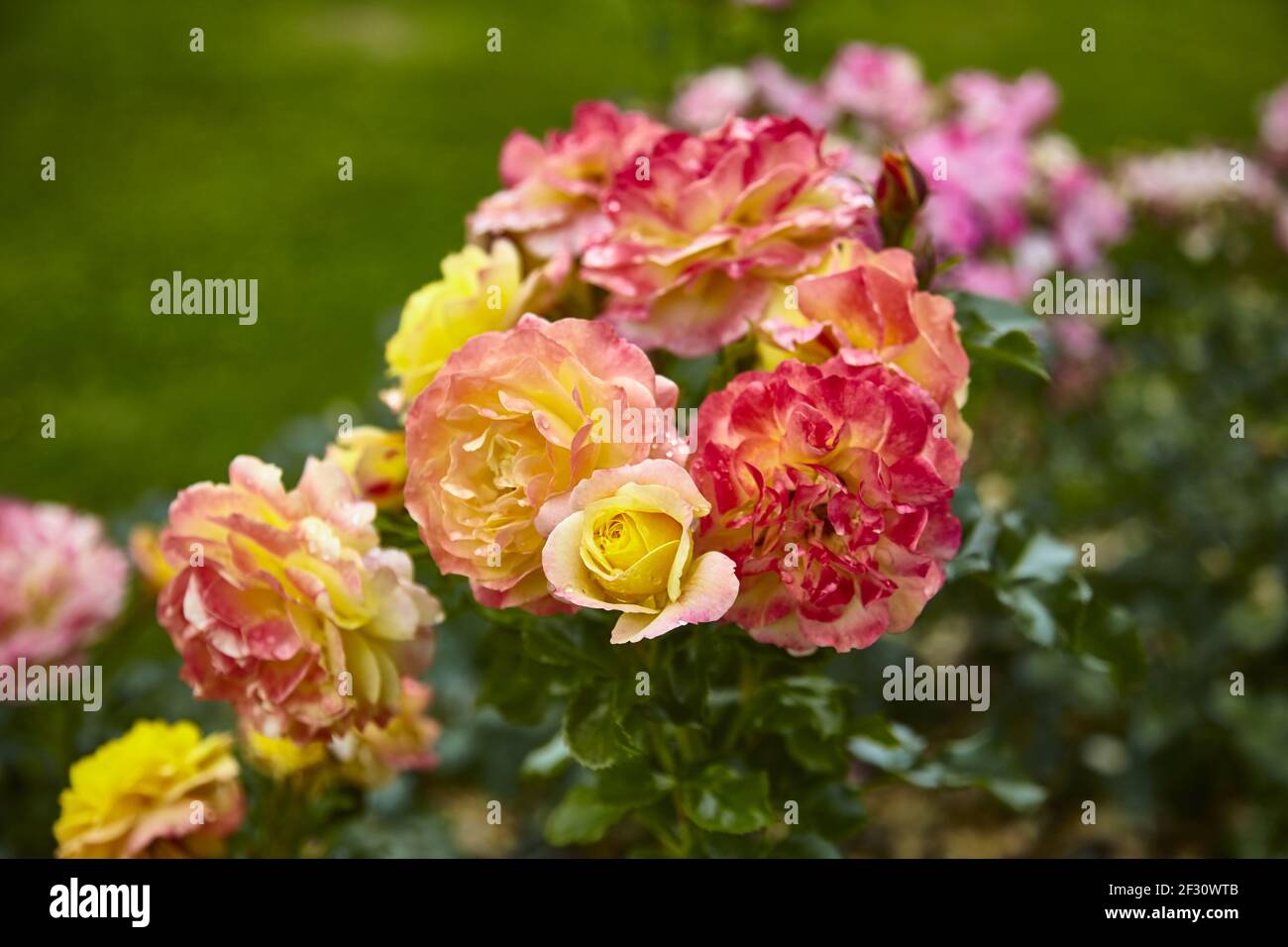 Superbes roses colorées en gros plan. Banque D'Images