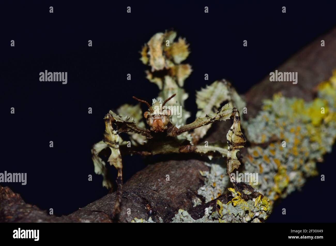 Extatosoma tiaratum 'lichen', bâton de marche australien, insecte géant de la tige de pickly, lichen, Australische Gespenstschrecke, Flechtenform, PSG9, juvenil Banque D'Images