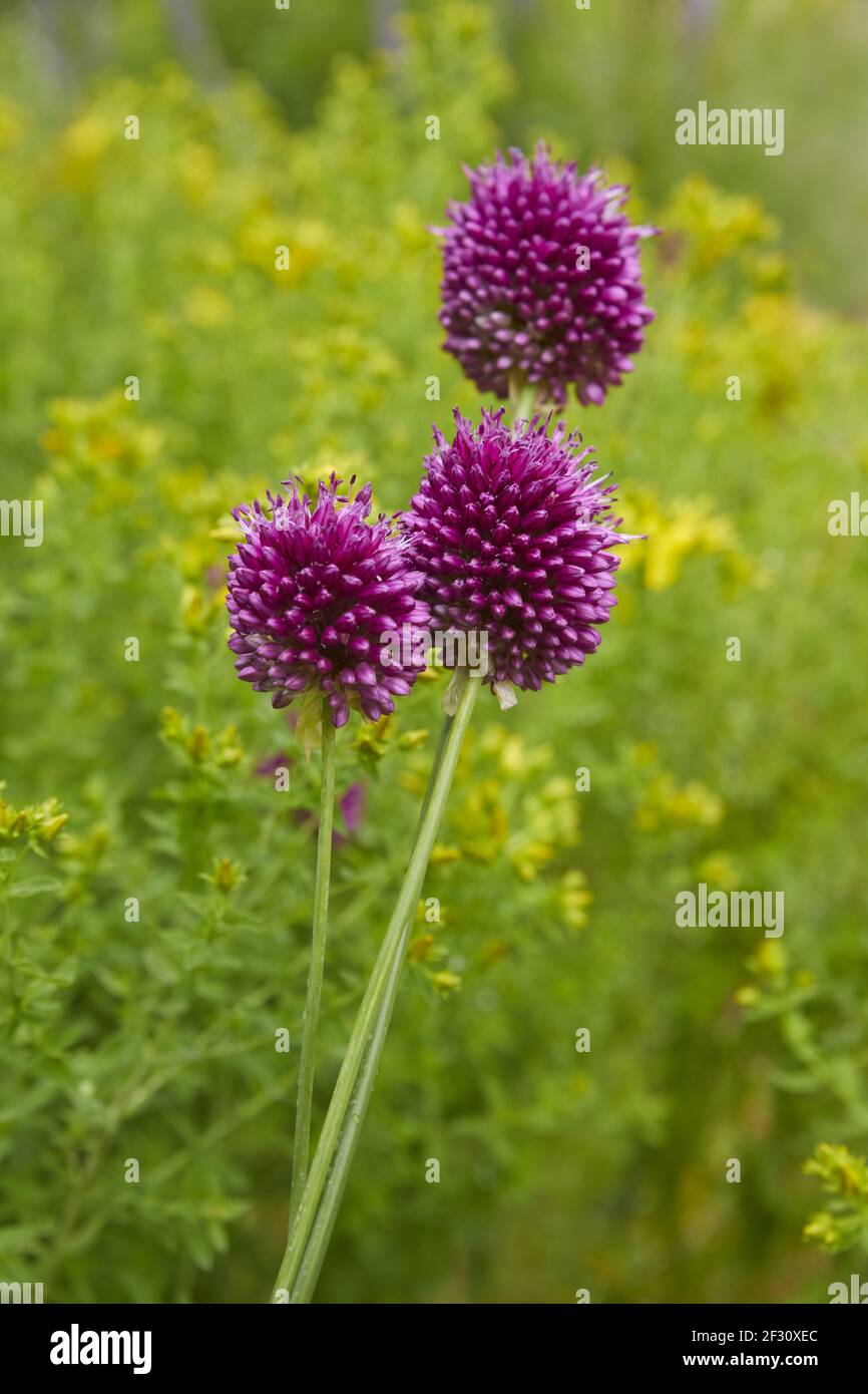 Belle fleur de poireau, (allium amppelloprasum), gros plan. Banque D'Images