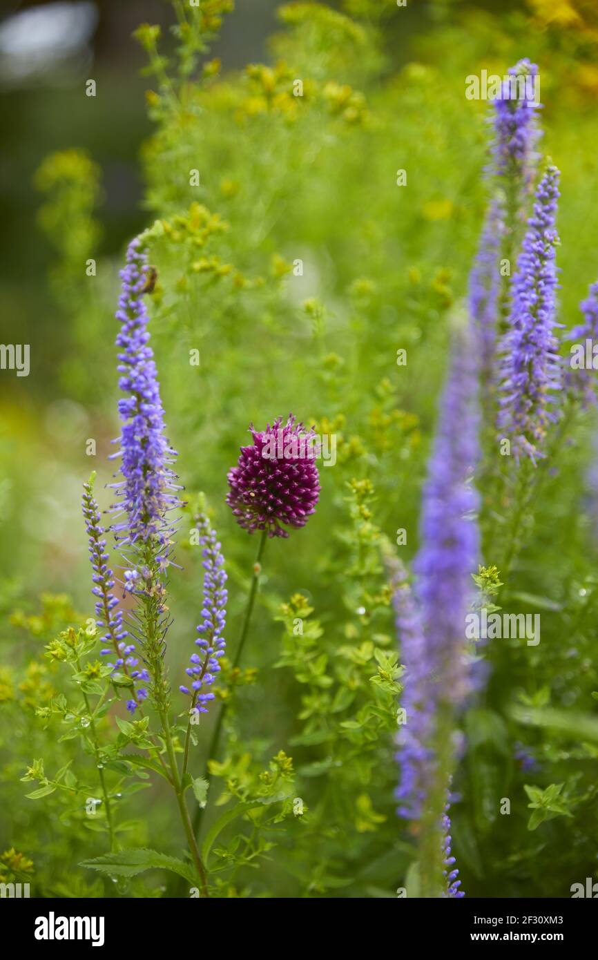 Belle fleur de poireau, (allium amppelloprasum), gros plan. Banque D'Images