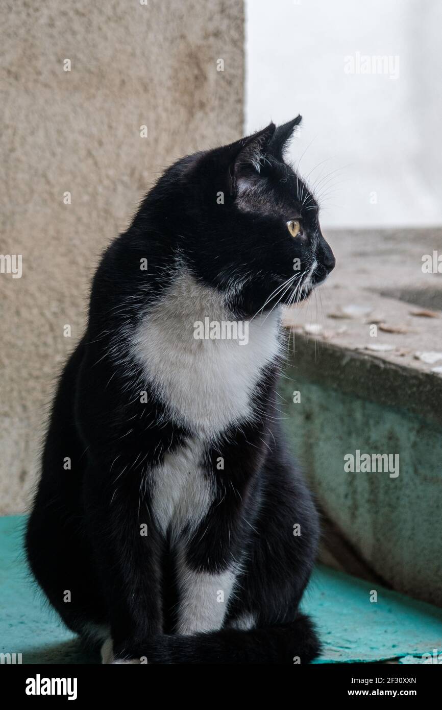 Portrait sauvage de chat tuxedo de jeune homme noir et blanc sur mon balcon. Banque D'Images