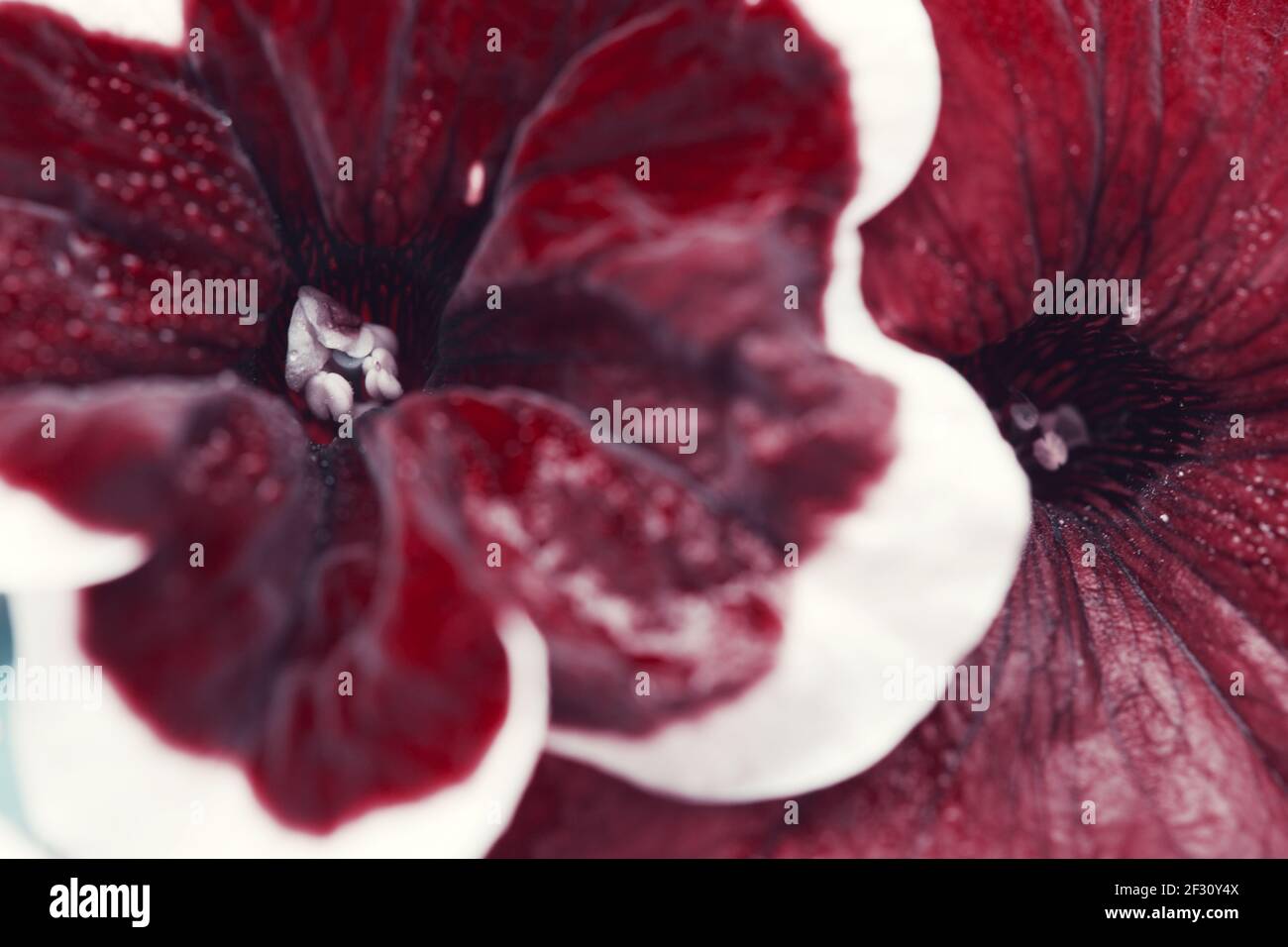 Gros plan sur une fleur pétunia rouge avec une bordure blanche. Banque D'Images