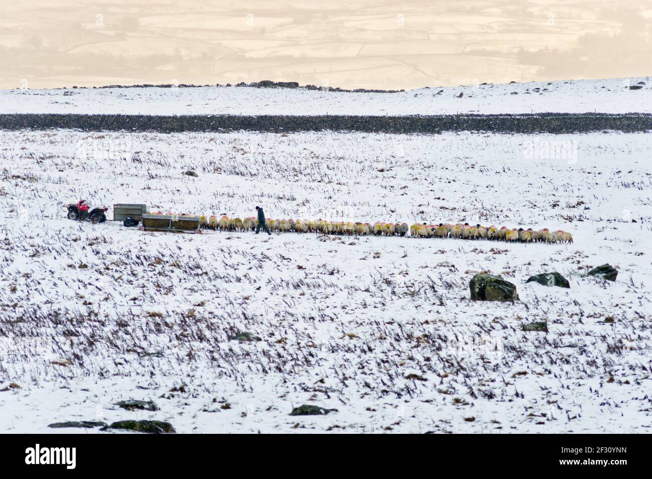 Un fermier nourrit ses moutons Swaledale dans la neige, Austwick, dans le parc national de Yorkshire Dales, Royaume-Uni Banque D'Images