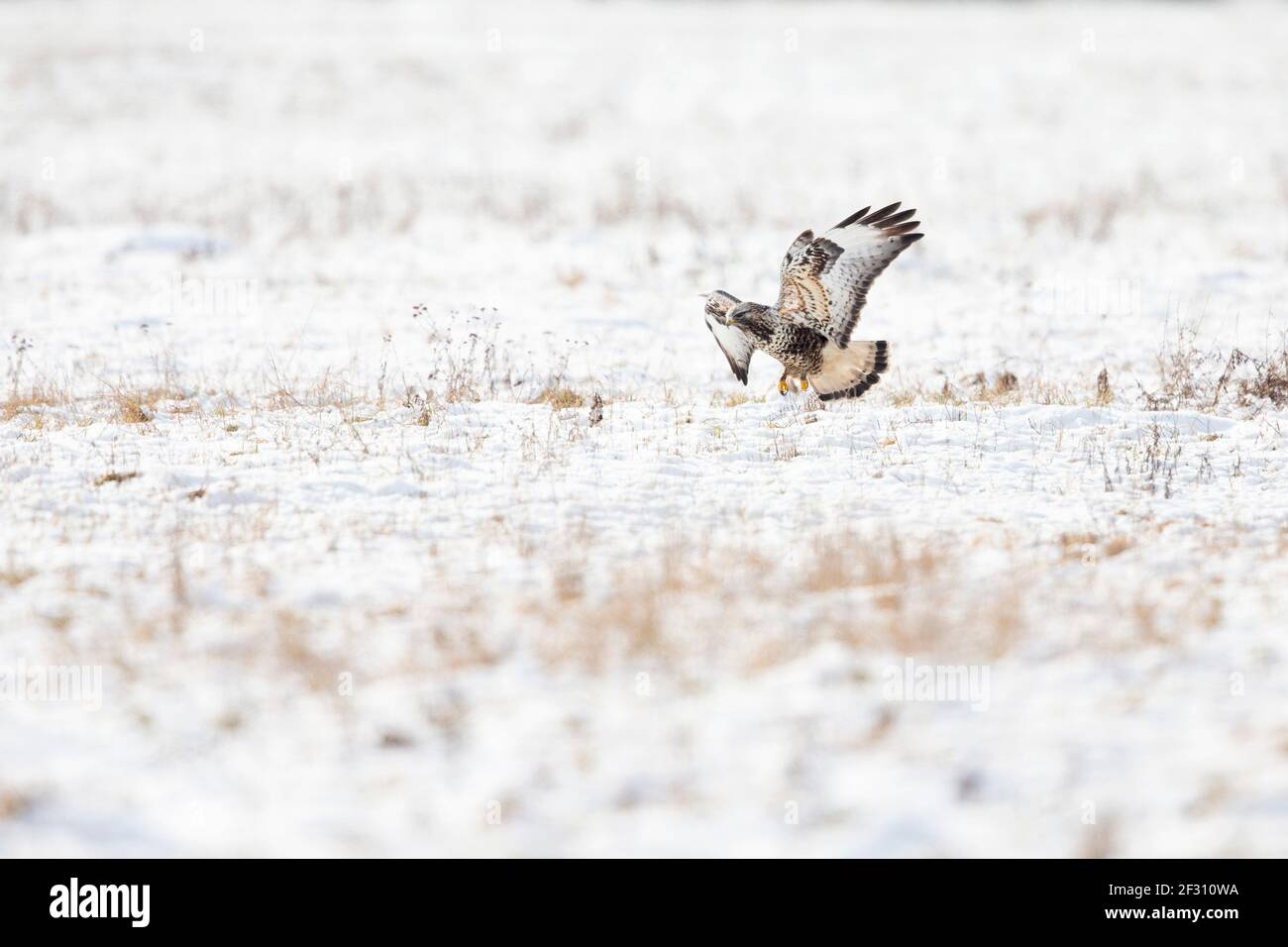 Un bourdonnon à pattes rugueuses (Buteo lagopus) débarquant dans un pré enneigé. Banque D'Images