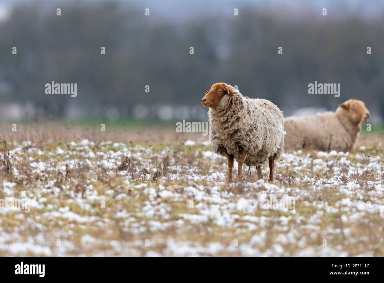 Un groupe de moutons qui fourragent dans un pré avec de la neige. Banque D'Images