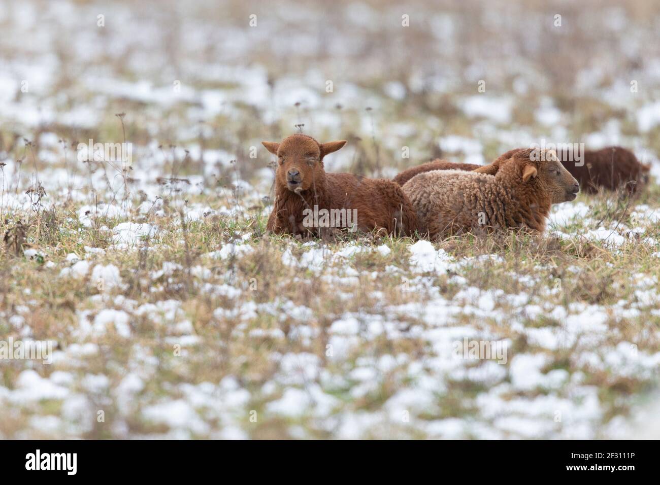 Un groupe de moutons qui fourragent dans un pré avec de la neige. Banque D'Images