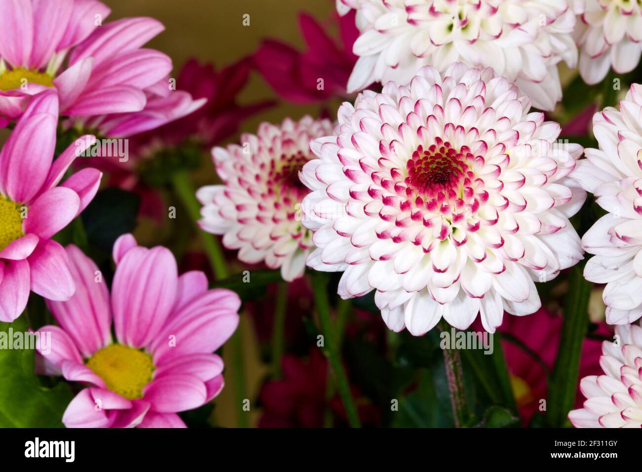Exposition colorée de chrysanthèmes mélangés Banque D'Images