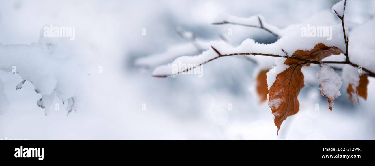Les feuilles d'hiver sont en gros plan avec la neige isolée. Banque D'Images