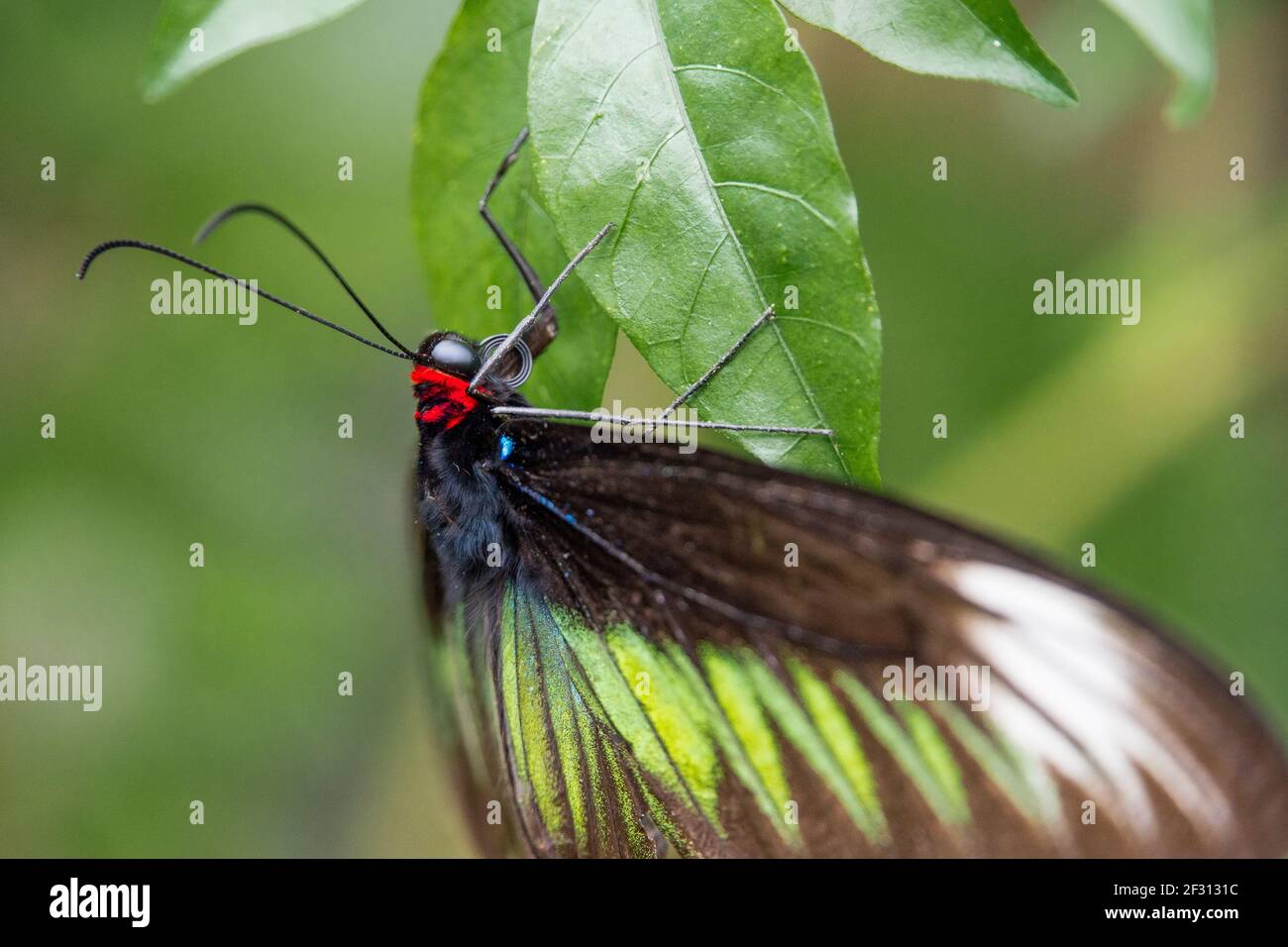 Gros plan d'un papillon en Malaisie Banque D'Images