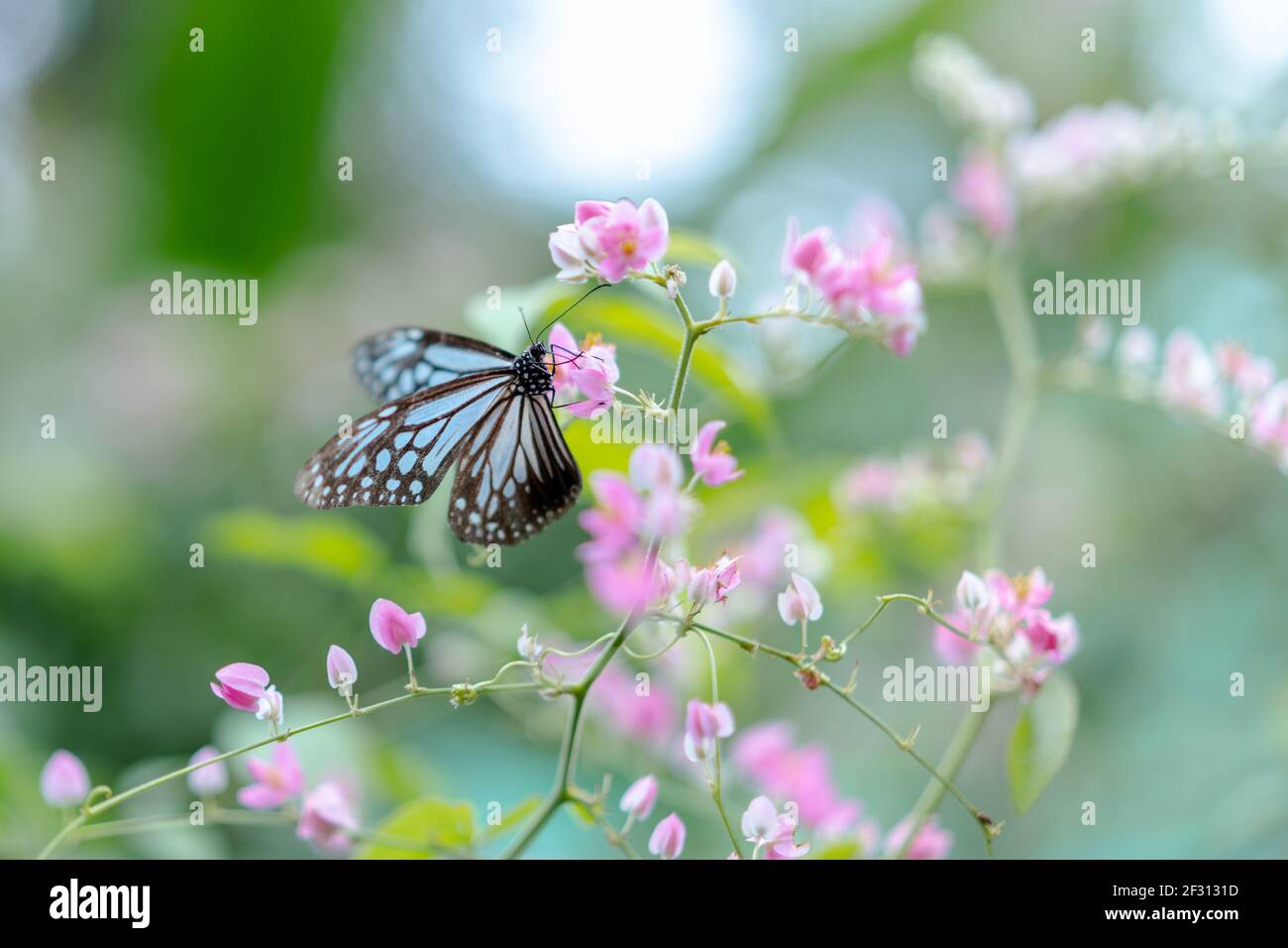Gros plan d'un papillon en Malaisie Banque D'Images