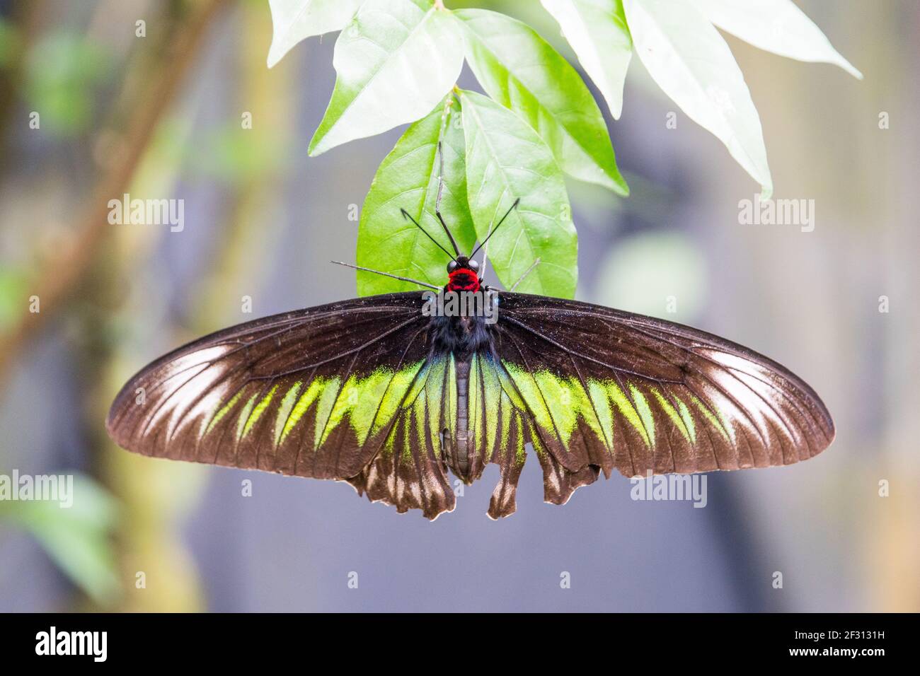 Gros plan d'un papillon en Malaisie Banque D'Images