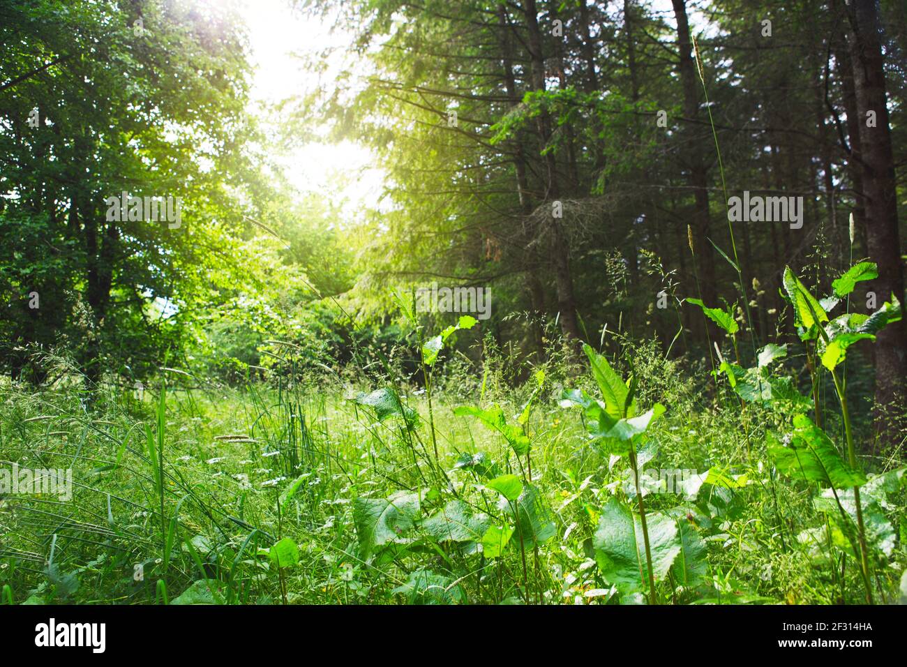 Coucher de soleil dans la belle forêt verte en été. Banque D'Images