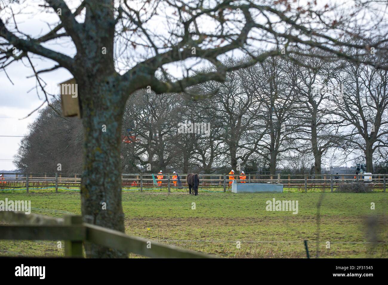 Great Missenden, Royaume-Uni. Un cheval paître paisiblement sous les chênes. HS2 ont pris le contrôle des champs de Leather Lane et se préparent à l'abattage imminent d'une rangée de magnifiques arbres en chêne très appréciés de la région, en dépit du fait qu'il y a des roostes de chauve-souris dans les arbres et c'est la saison de nidification des oiseaux. HS2 Security et NET Baliffs sont là 24/7 et les résidents locaux ont d'énormes lumières bridées par leurs fenêtres la nuit par HS2. Le controversé et massivement sur budget High Speed 2 rail de Londres à Birmingham est en train de sculpter une énorme cicatrice à travers les Chilterns qui est un AONB et met 108 anci Banque D'Images