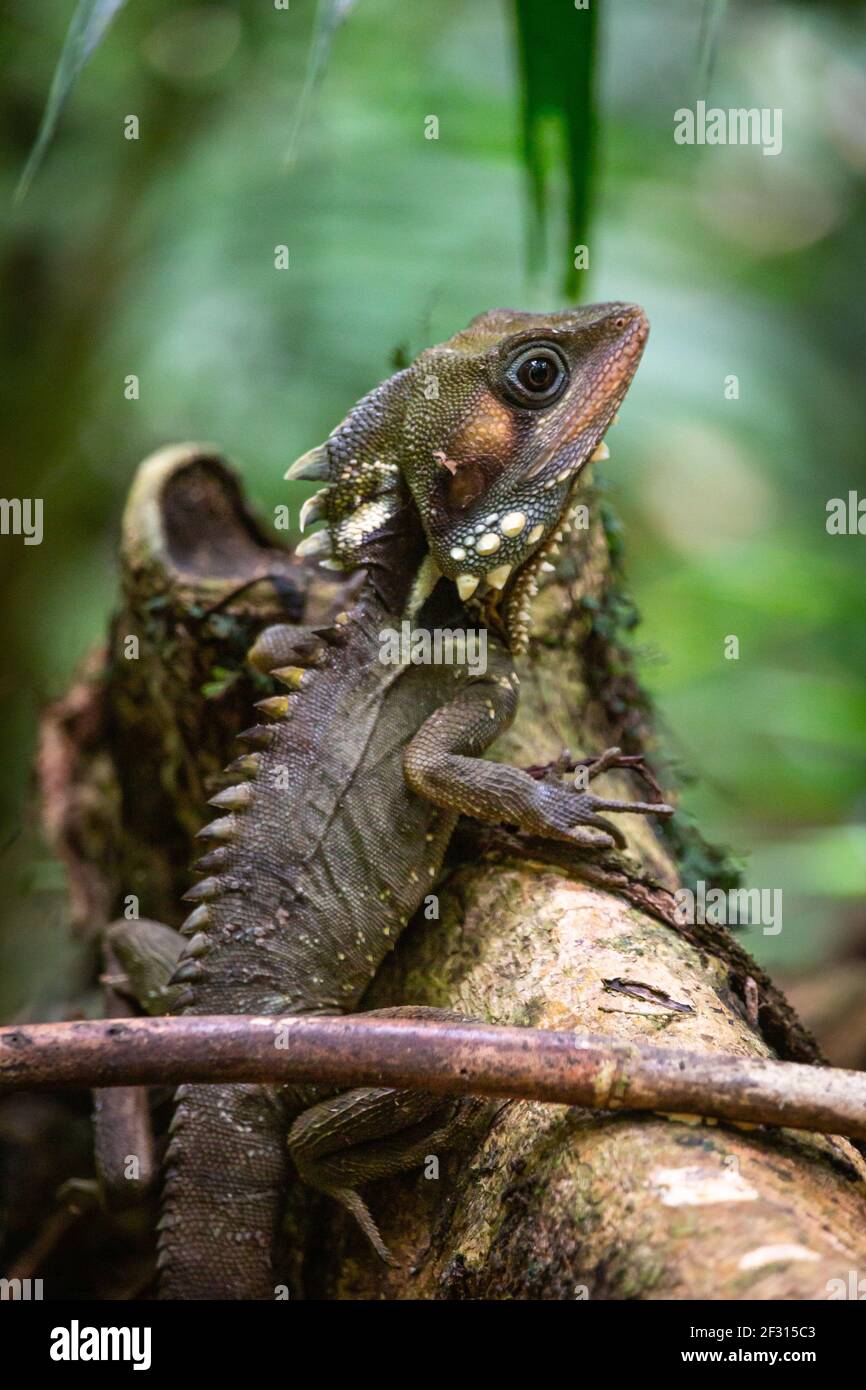 Boyd's Forest Dragon, Hypsilurus boydii, la forêt tropicale de Daintree, Cow Bay, Queensland, Australie Banque D'Images