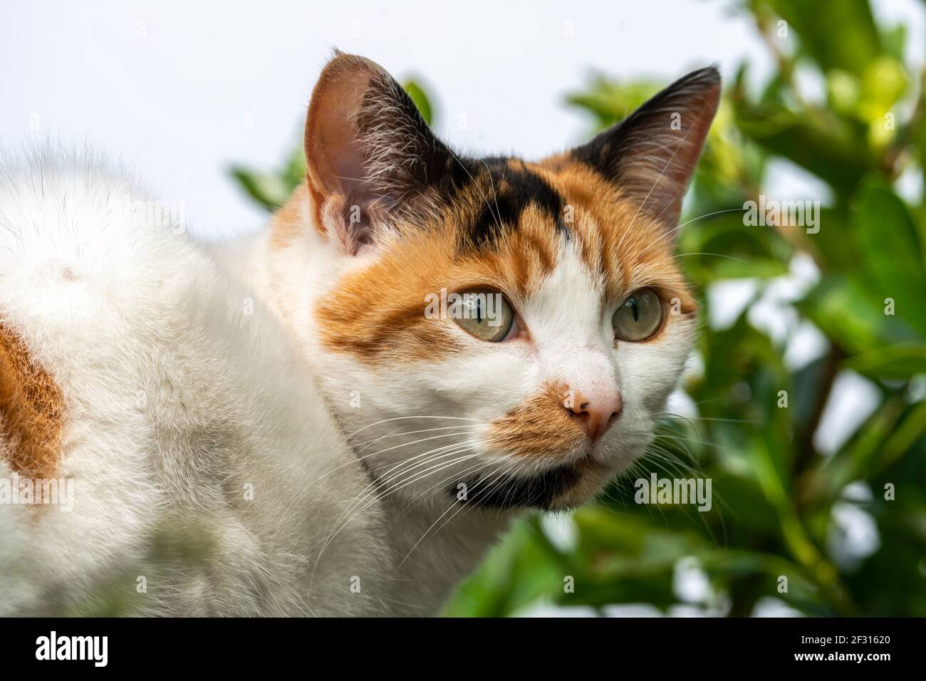 Chat de tabby domestique au gingembre et blanc dans un jardin arrière, photo de stock Banque D'Images