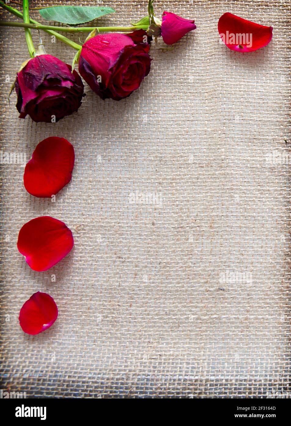 Pétales de roses rouges et roses isolées sur un fond en tissu. Banque D'Images