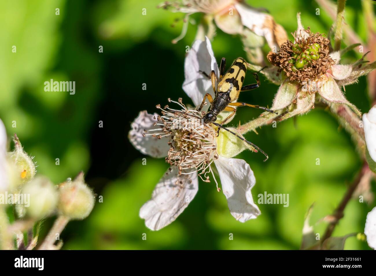 Longhorn Beetle tacheté (Strangalia ou Rutpela maculata) insecte volant jaune avec des taches noires, photo Banque D'Images