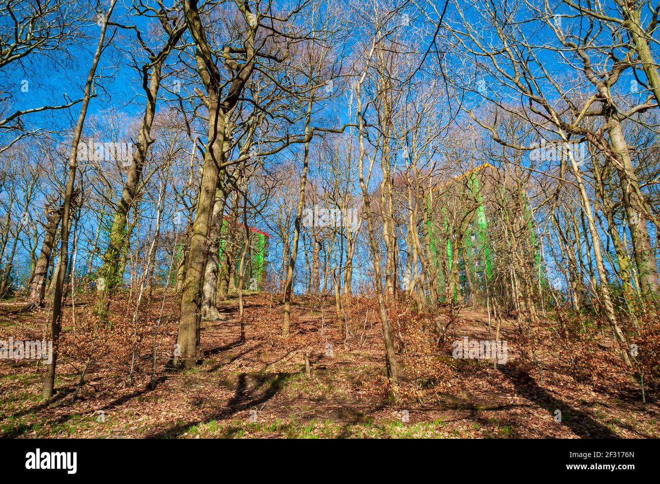 Soleil printanier avec des blocs de tour verte derrière à Hang Bank Wood, vallée de Gleadless, Sheffield. Banque D'Images