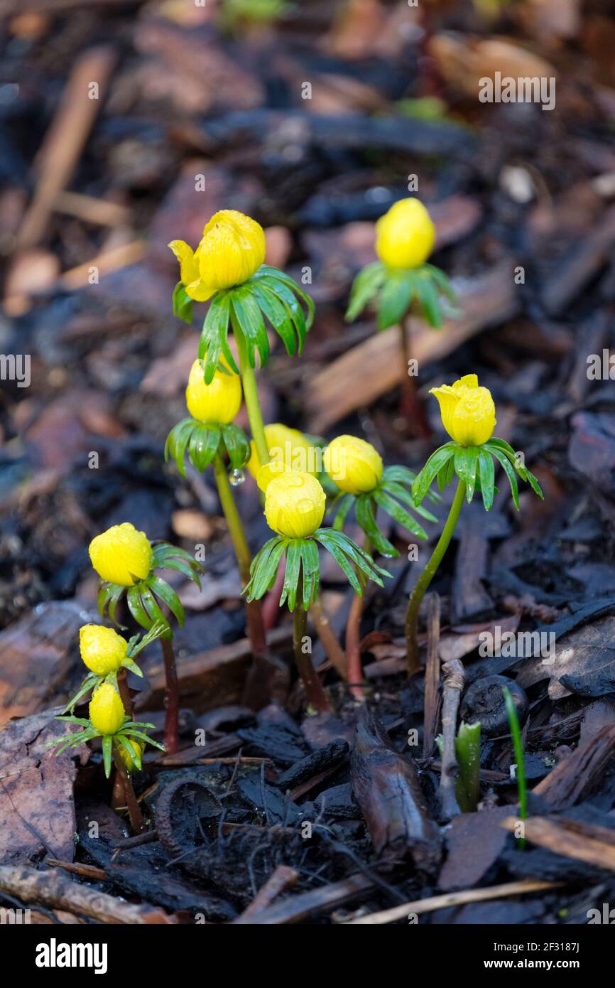 Aconite d'hiver. Eranthis hyemalis. Hellebore d'hiver. Le fléau du loup d'hiver. Fleurs jaunes sur les plantes poussant dans le paillis d'écorce haché Banque D'Images