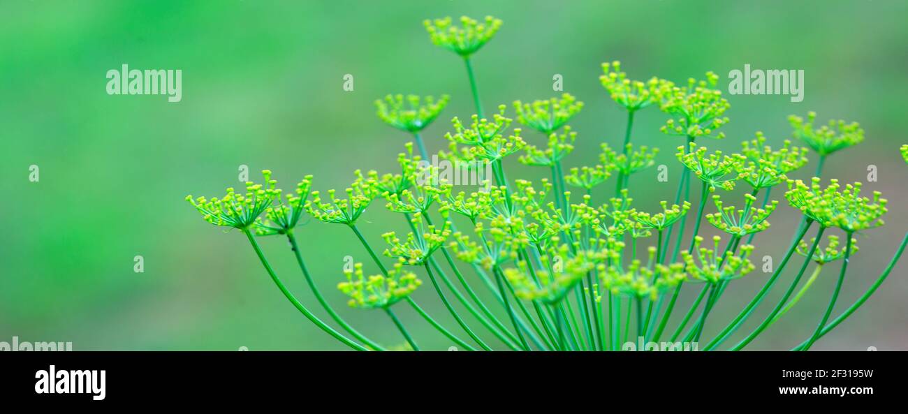 Gros plan sur les fleurs de l'aneth en fleurs isolées sur un arrière-plan flou. Banque D'Images Gros plan sur les fleurs de l'aneth en fleurs isolées sur un arrière-plan flou. Banque D'Images